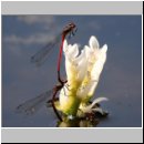 Pyrrhosoma nymphula - Fruehe Adonisjungfer 03.jpg